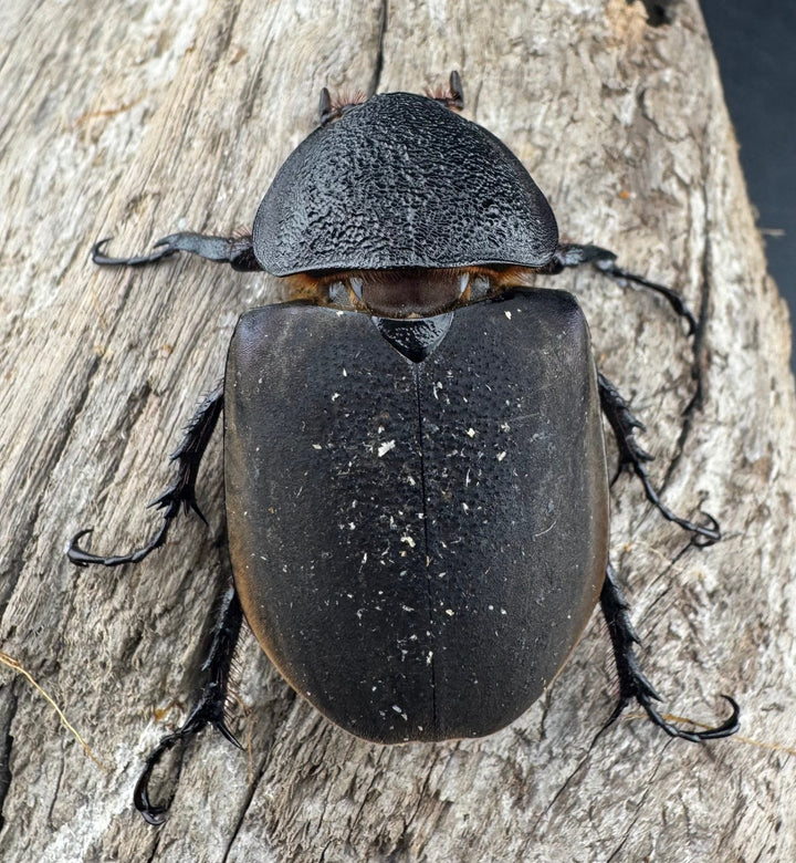 【WD】《アトラスオオカブト原名亜種 パロロ パル産 86mm ペア》