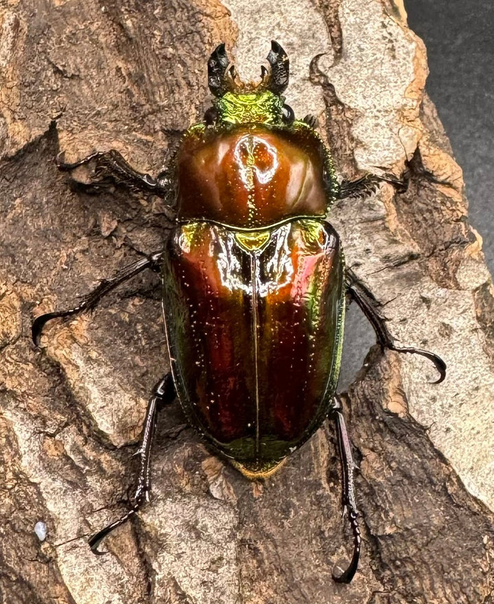 《ニジイロクワガタ 58mm ペア》