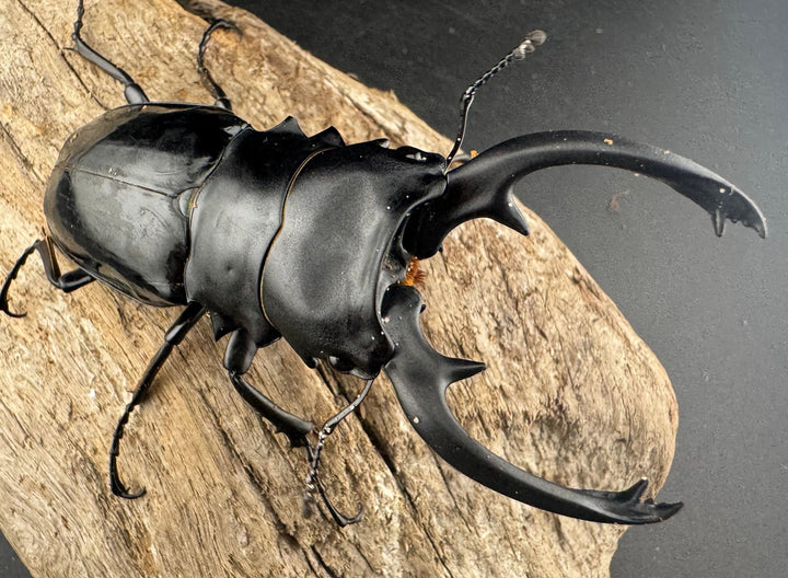 【WD】《インターメディアツヤクワガタ ガントン産 90mm ペア》