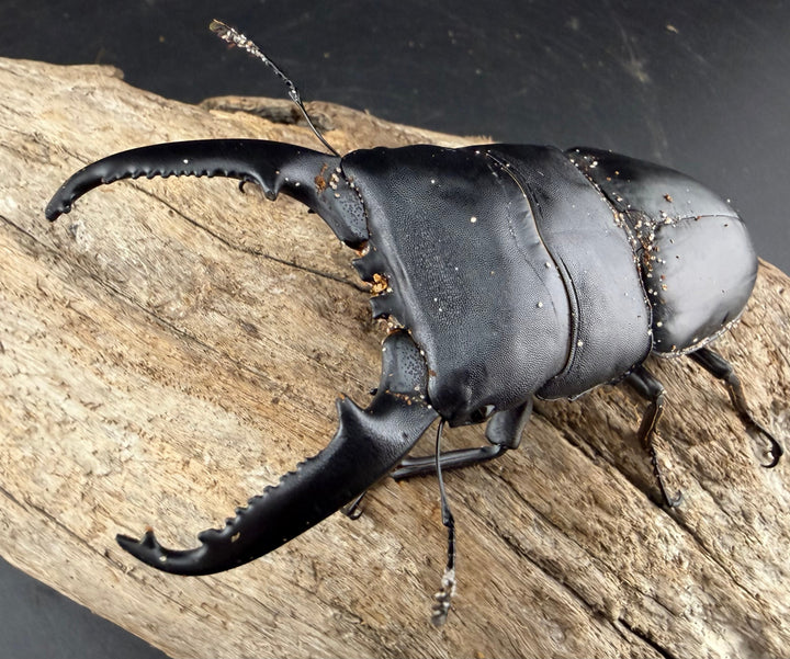 【WD】《パラワンオオヒラタ ガントン産 96mm ペア》