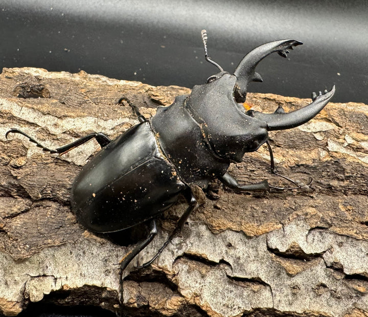 【WD】《アルケスツヤクワガタ 71mm ペア》