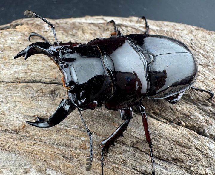 【赤目】《赤レギウスオオツヤクワガタ 魔閃紅血統 58mm ペア》inohiro109氏ブリード個体