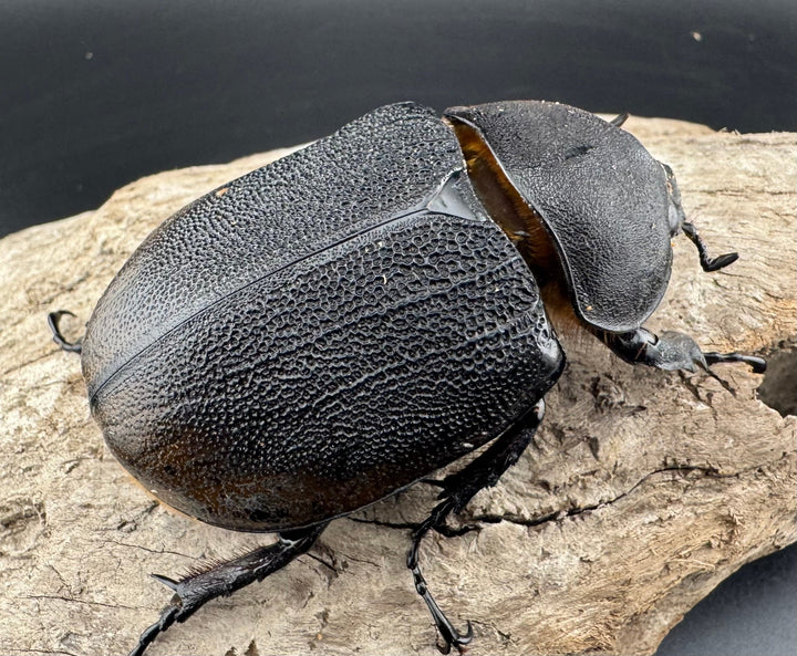 【WD】《ヘラクレス・リッキー コロンビア産 65mm ♀単》