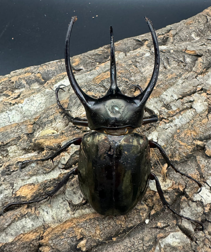 【WD】《ミンダナオアトラスオオカブト 94mm ♂単》