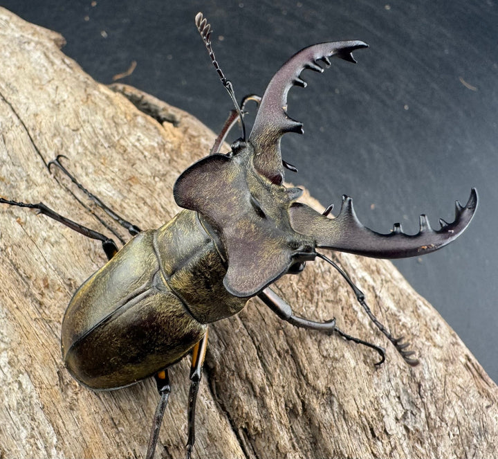 【WD】《ミヤマクワガタ 山形県産 60mmUP ペア》