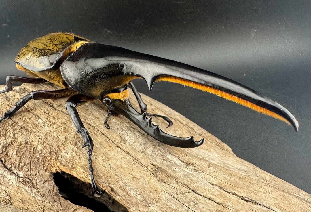 即ブリ《ヘラクレス・ヘラクレス 優良血統 144mm ペア》