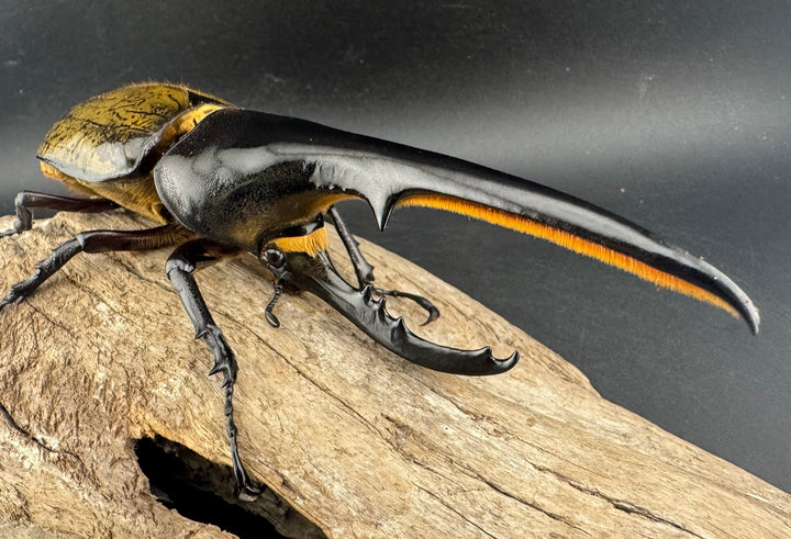 即ブリ《ヘラクレス・ヘラクレス 優良血統 144mm ペア》