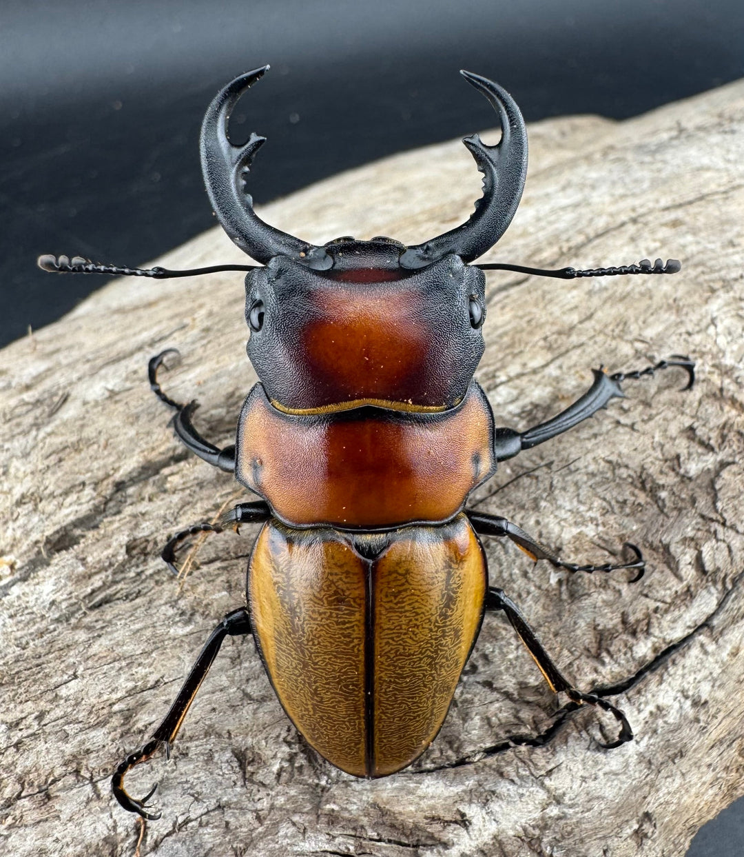 【WD】《ゾンメルツヤクワガタ 51mm ペア》