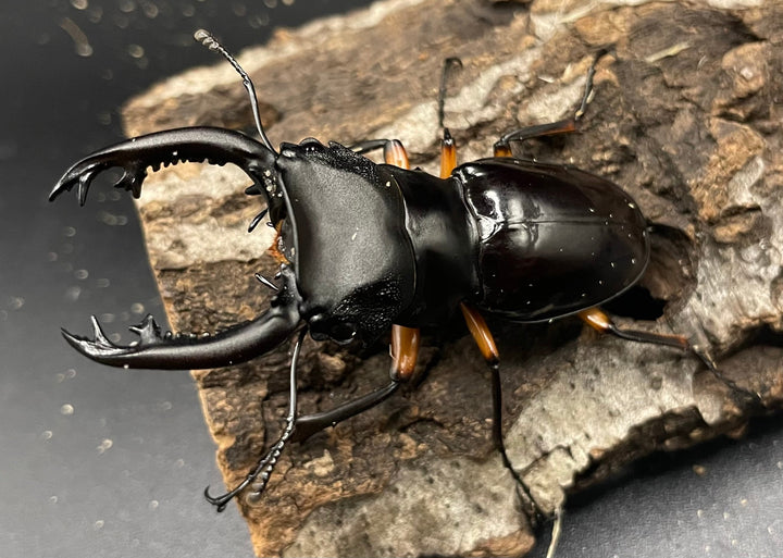 【WD】《インペリアリスツヤクワガタ 66mm ペア》