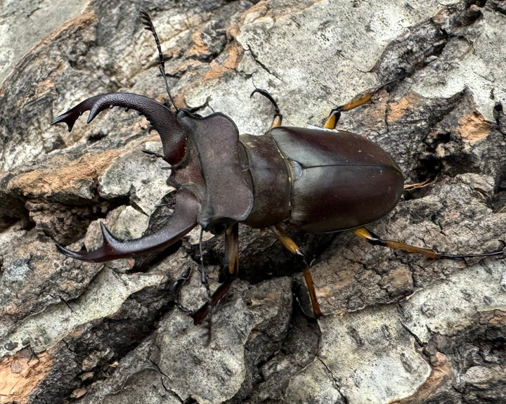 【WD】《フェアメイルミヤマクワガタ 46mm ♂♀♀トリオ》