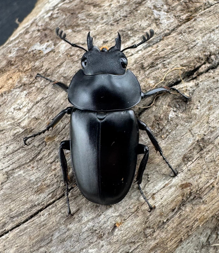 【WD】《ポレクトゥスノコギリクワガタ 海南省産 49.5mm ペア》