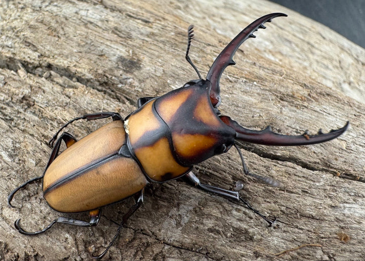 【WD】《スツラリスノコギリ 海南省産 38.5mm ペア》