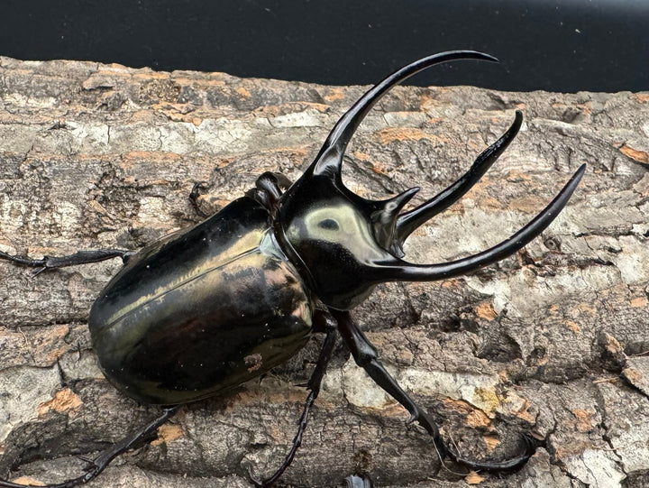 【WD】《ミンダナオアトラスオオカブト 90mm ペア》