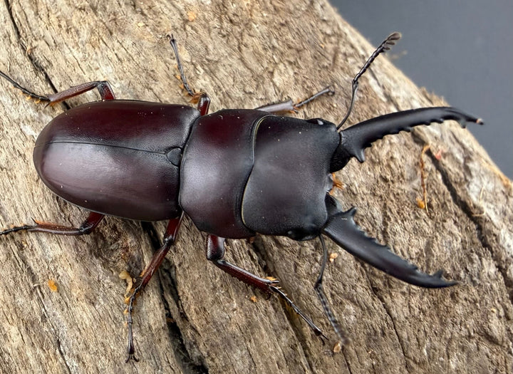 【WD】《デンティクラトゥスノコギリヒラタ 35.5mm ペア》