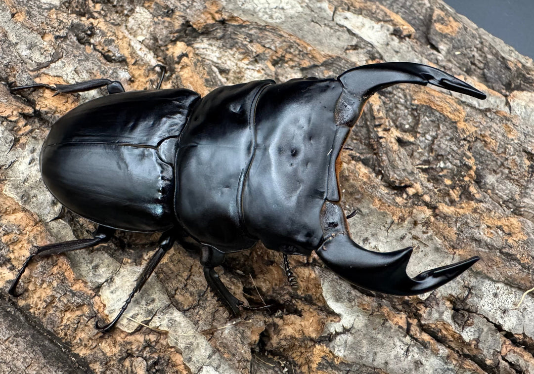 《インドアンタエウス サディア産 81mm ペア》