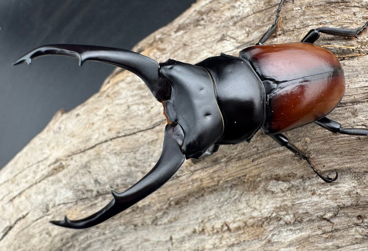 【WD】《マクレイコクワ チベット産 64mm ペア》