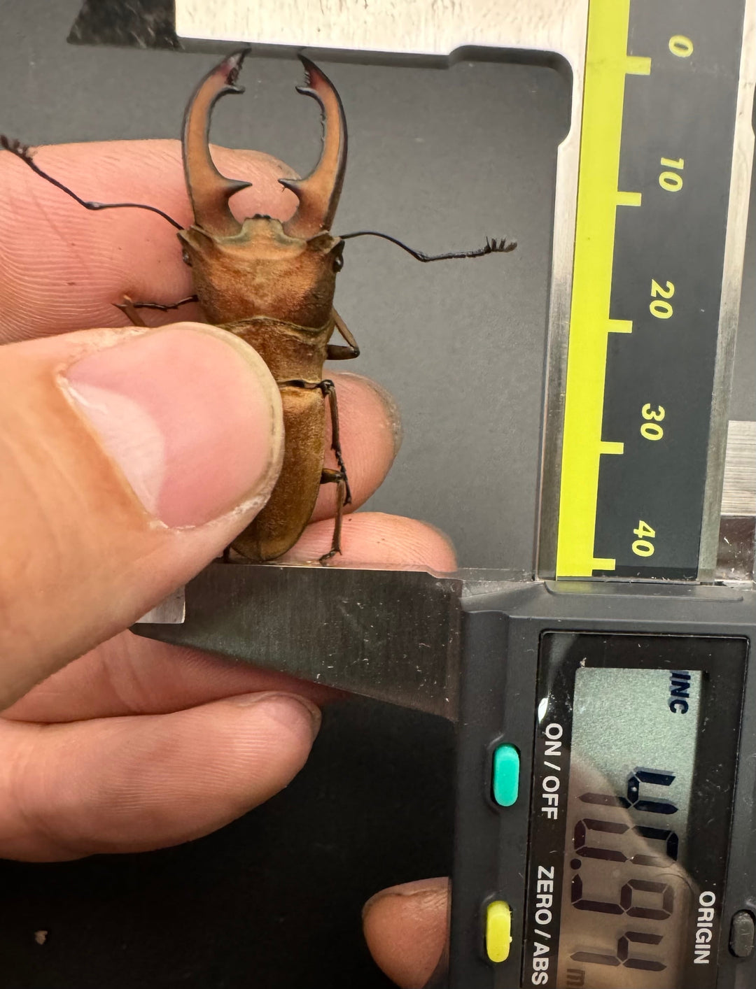 【WD】《スズムラホソアカ ロハス産 40.8mm ペア》