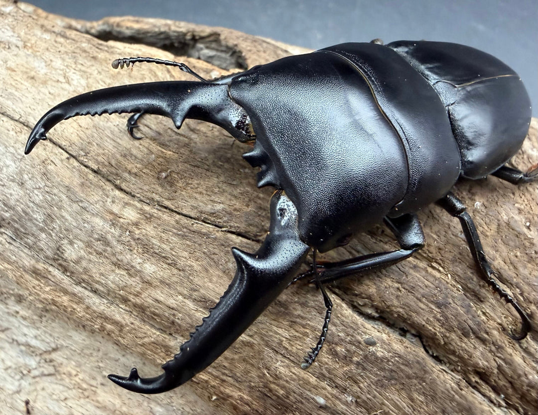 《ツシマヒラタクワガタ 75.5mm ペア》