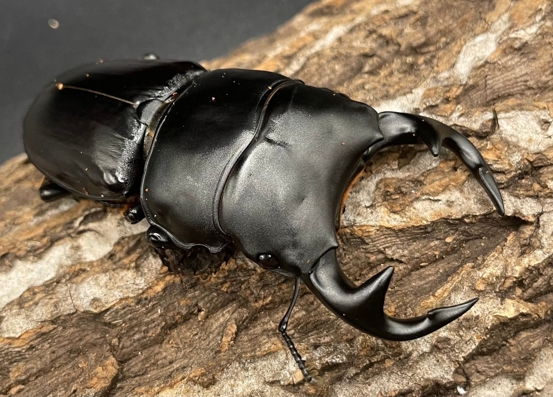 《インドグランディス亜種moriyai Garda95.0血統 83mm ペア》