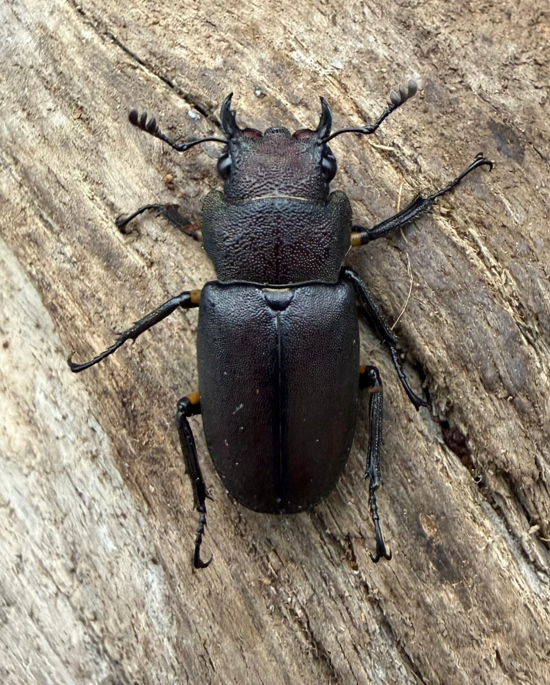 《メタリフェルホソアカ亜種サンギレンシス 71mm ペア》