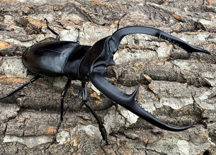 【WD】《マンディブラリスフタマタ 102mm ペア》