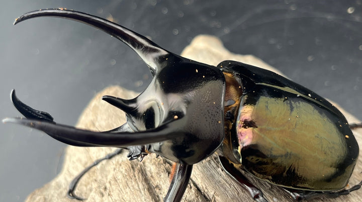 【WD】《ミンダナオアトラスオオカブト マラグサン産 90mm ペア》