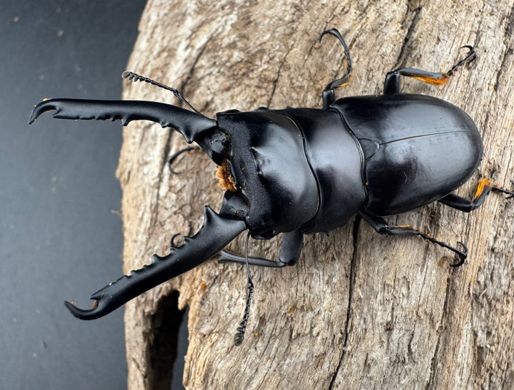 【WD】大型《ゲルツルードノコギリ 62mm ペア》