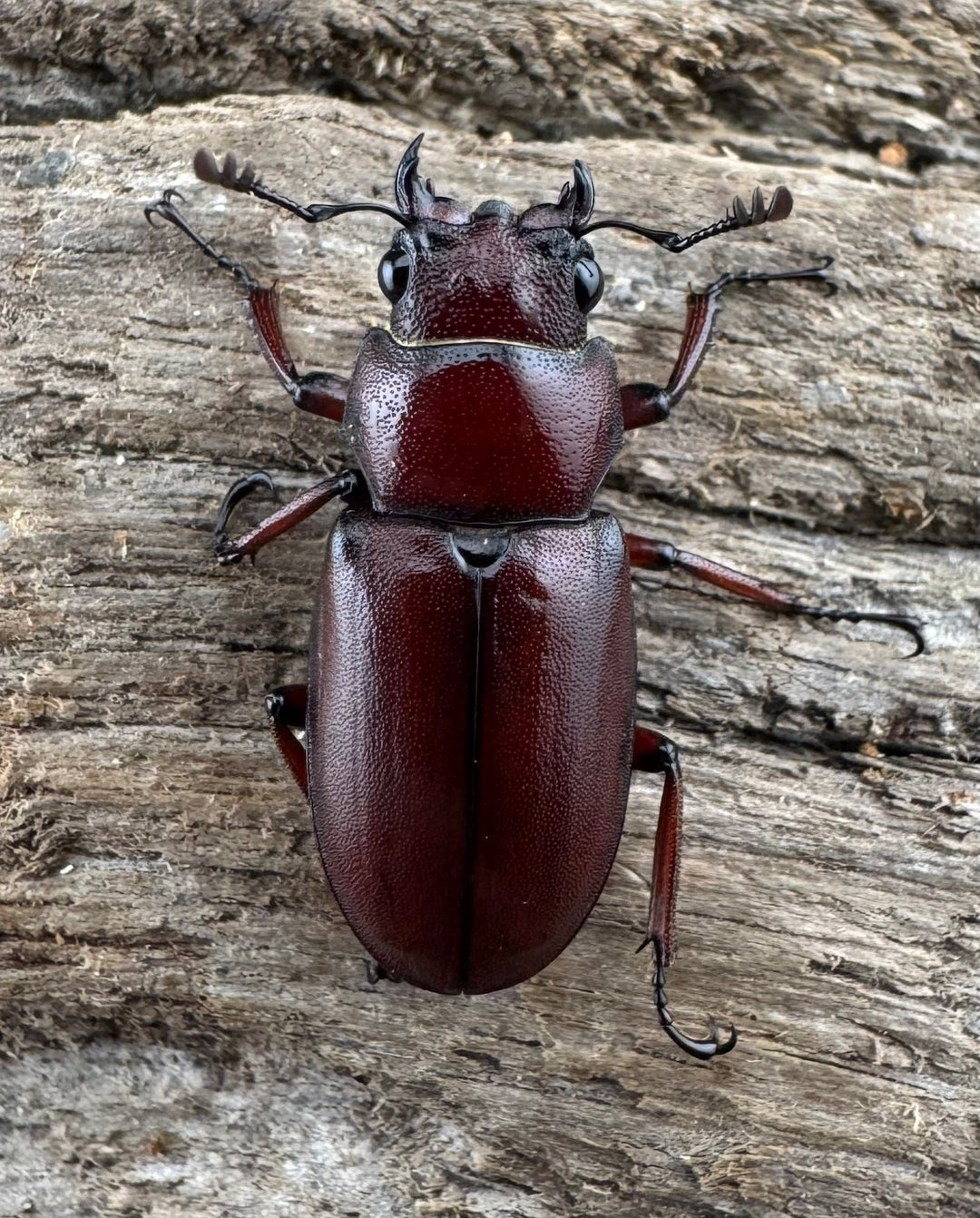 【WD】希少《カツラホソアカクワガタ 雲南省産 19mm ♀単》