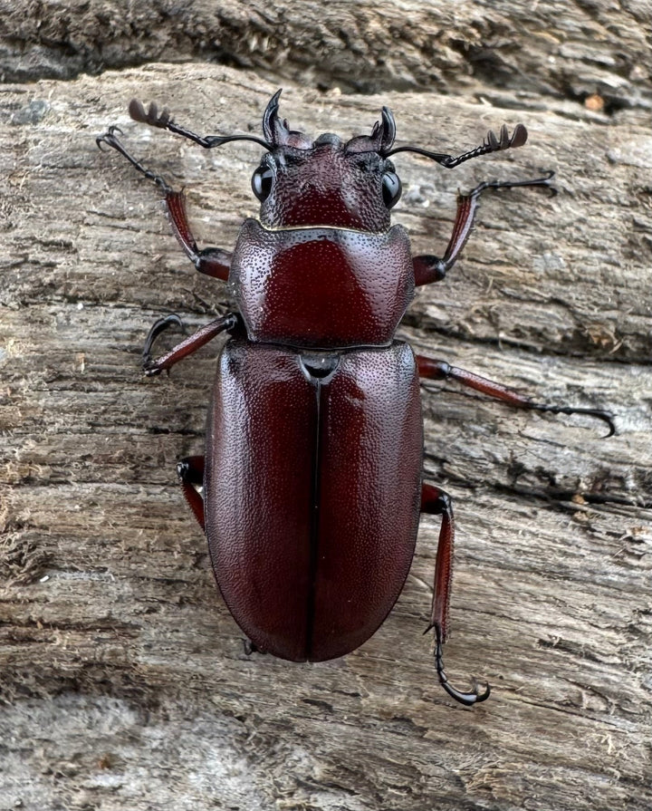 【WD】希少《カツラホソアカクワガタ 雲南省産 19mm ♀単》