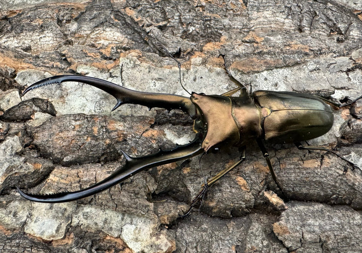 【WD】《メタリフェルホソアカ 85mm ペア》