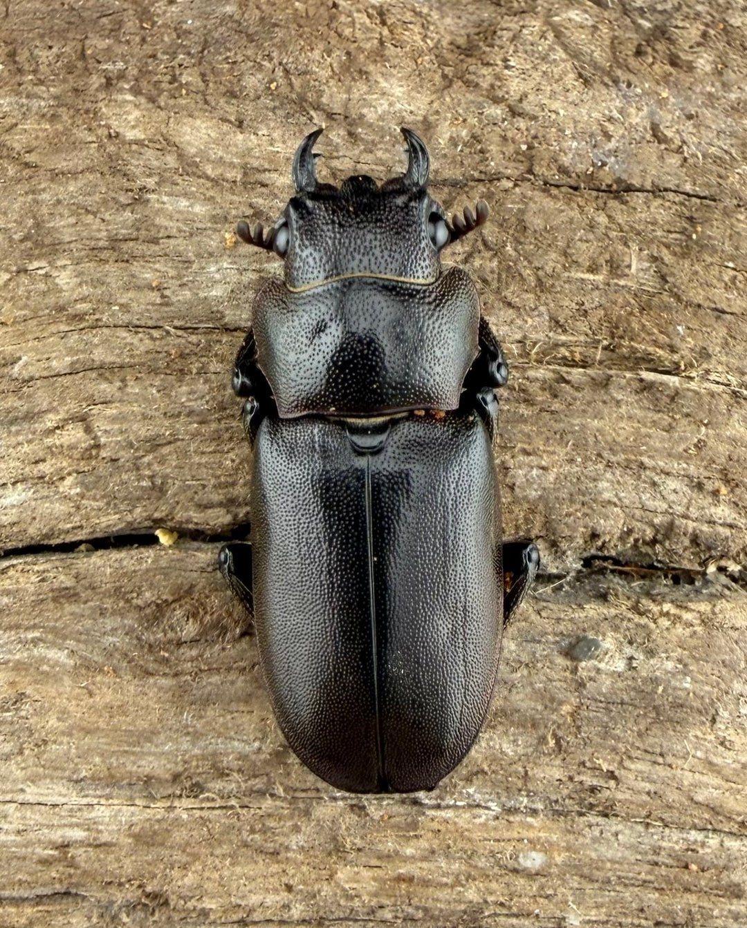 《メタリフェルホソアカ亜種finae 73.5mm ペア》