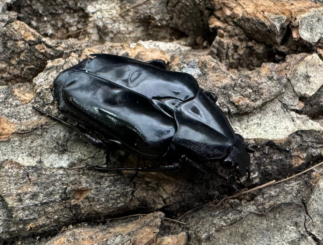 《クロツヤトゲアシハナムグリ A’品ペア》