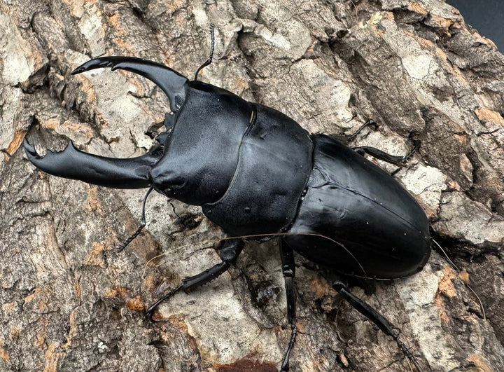 【WD】大型《北カマリネスヒラタ 90mm ペア》