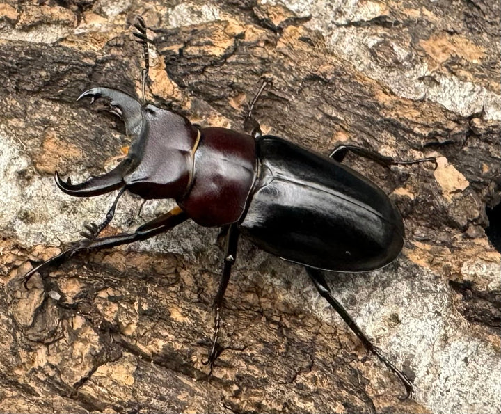 《ミクラミヤマ 御蔵島産 Free ペア》②