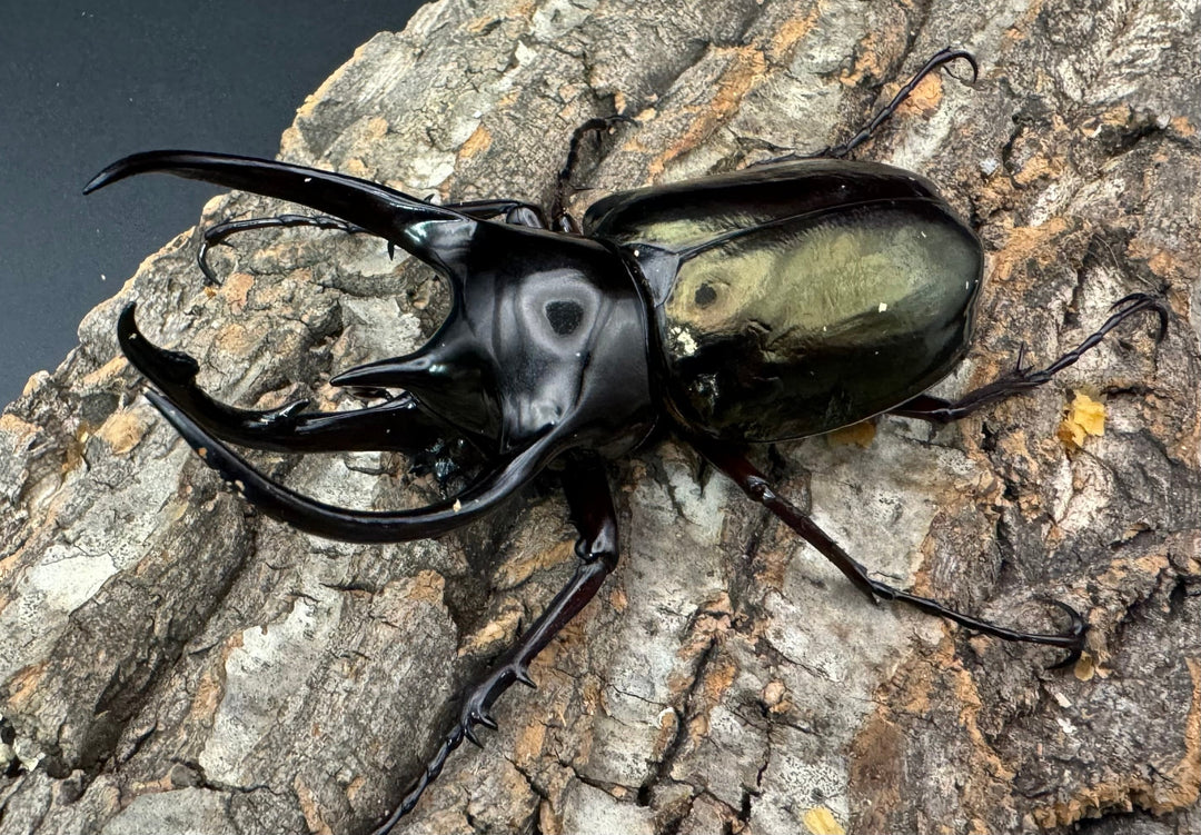 【WD】《ジャワコーカサスオオカブト 100mm ペア》