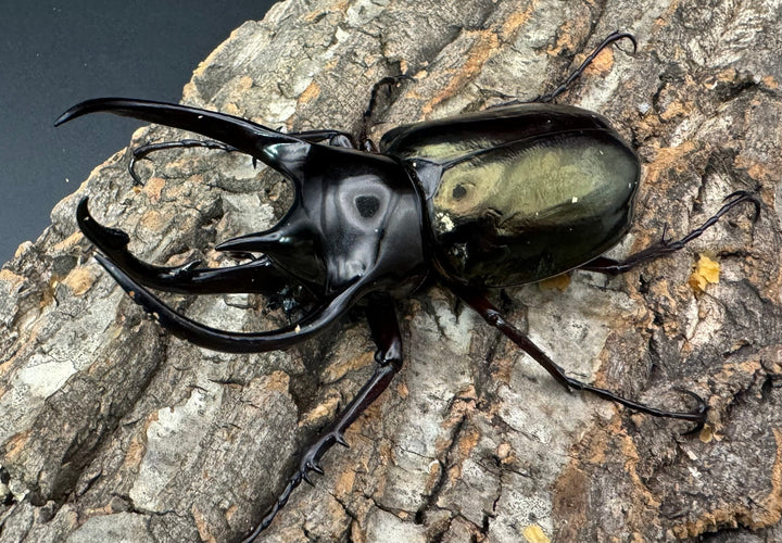 【WD】《ジャワコーカサスオオカブト 100mm ペア》