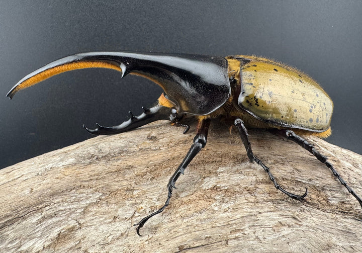 《ヘラクレス・ヘラクレス 133mm ♂単》