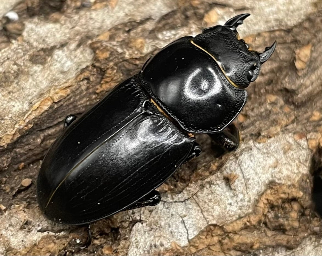 【WD】《ドルクス カツラ 広東省産 25mm ♀単》