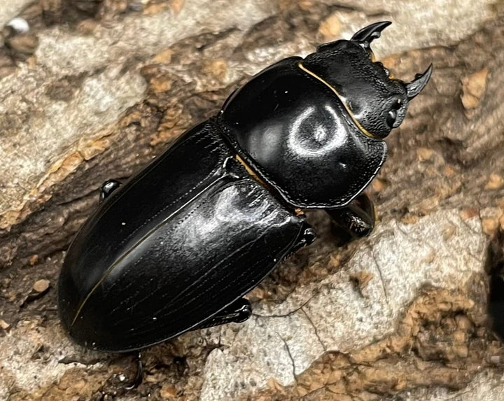 【WD】《ドルクス カツラ 広東省産 25mm ♀単》