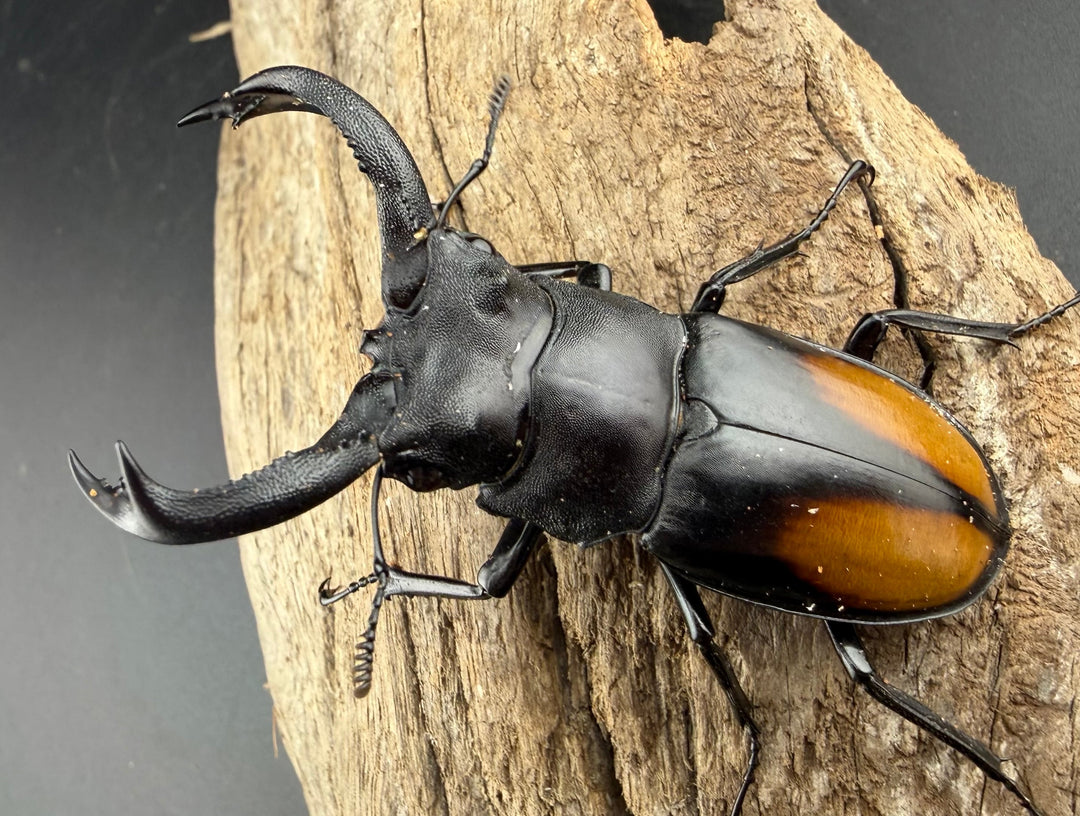 【WD】《セアカフタマタ（パリーフタマタ） 68mm ペア》