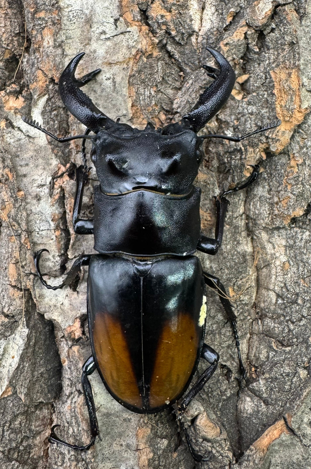 【WD】《セアカフタマタ（パリーフタマタ） 79mm ペア》