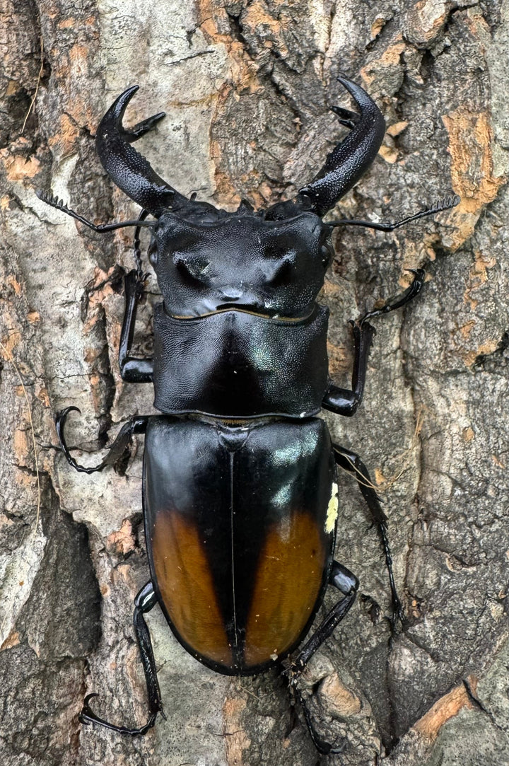 【WD】《セアカフタマタ（パリーフタマタ） 79mm ペア》