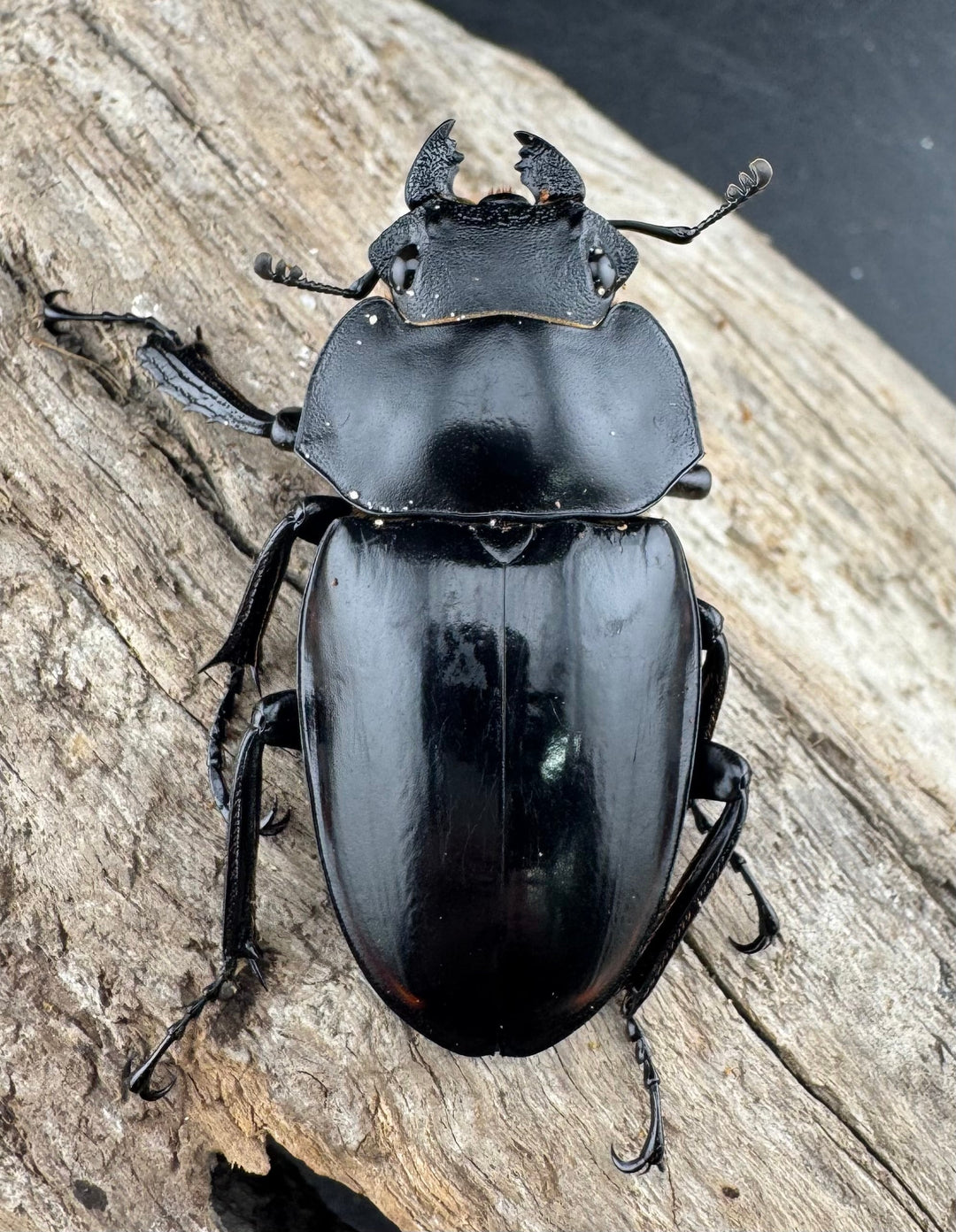 【WD】《スチーブンスツヤ原名亜種 81mm ペア》