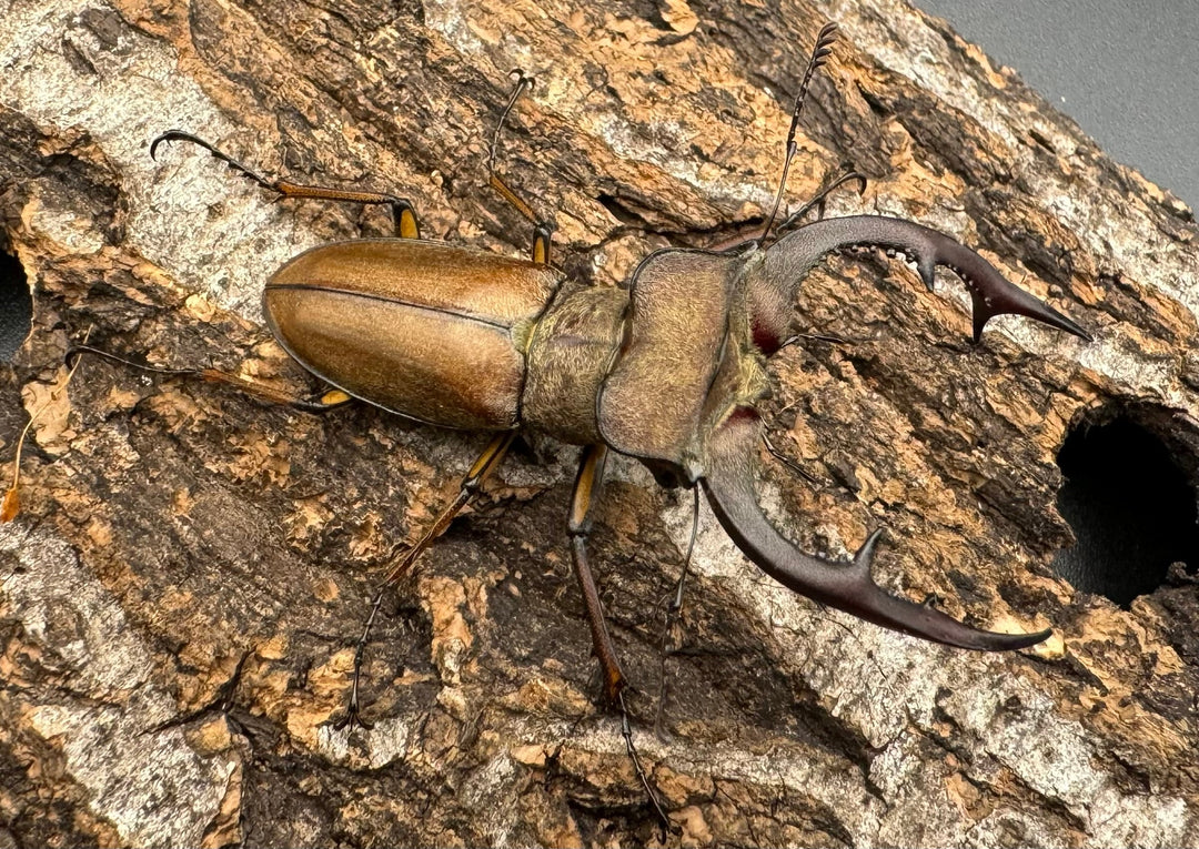 【WD】《フォルモサスミヤマクワガタ 52mm ペア》