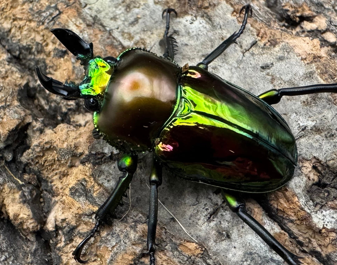 《ニジイロクワガタ ピカール系 32mm ペア》