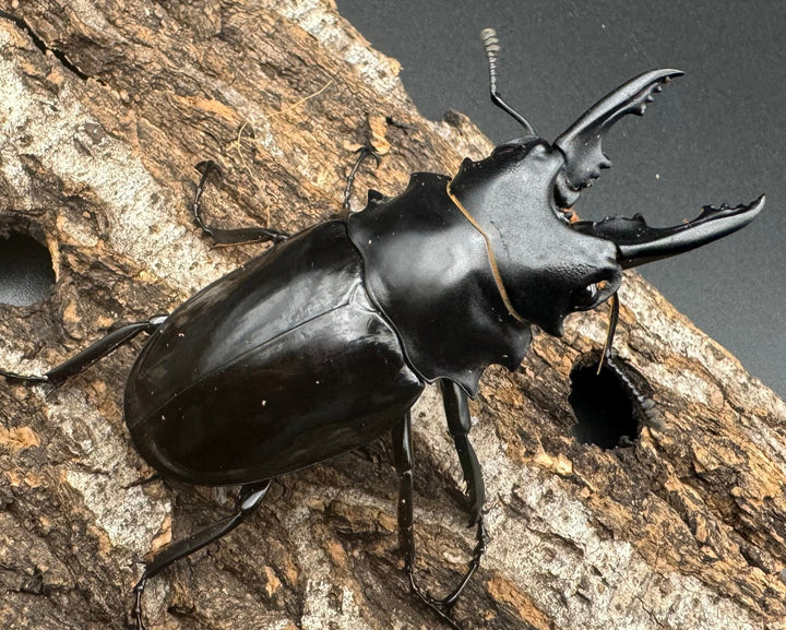 【WD】《ベリコサツヤクワガタ 70mm ペア》