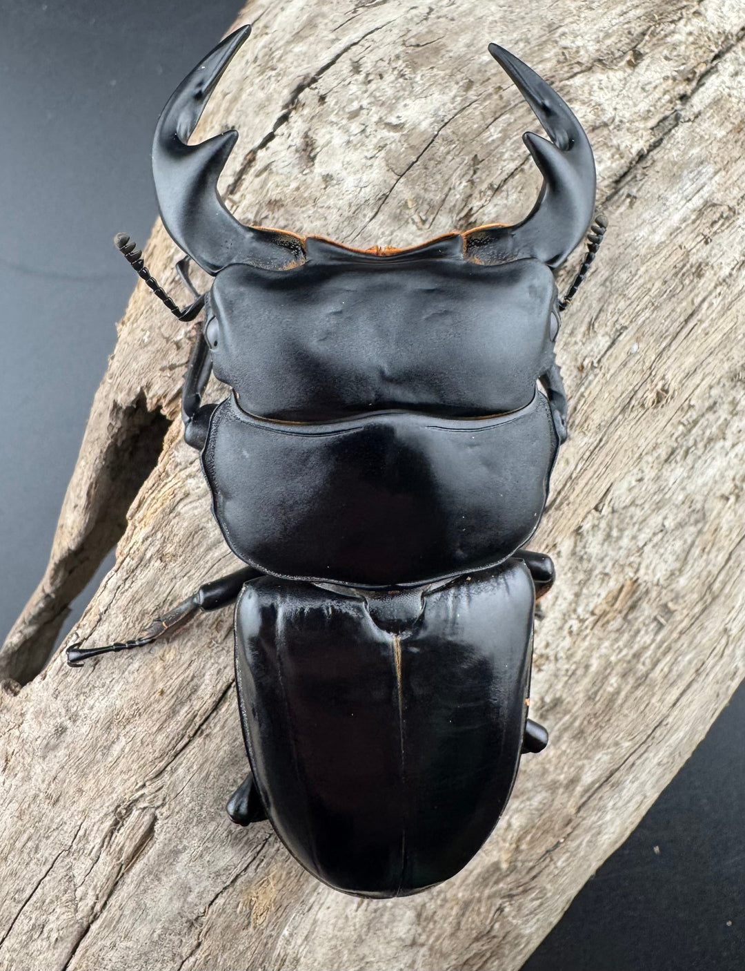 【WF1】《アンタエウスオオクワ カオバン産 80mm ペア》