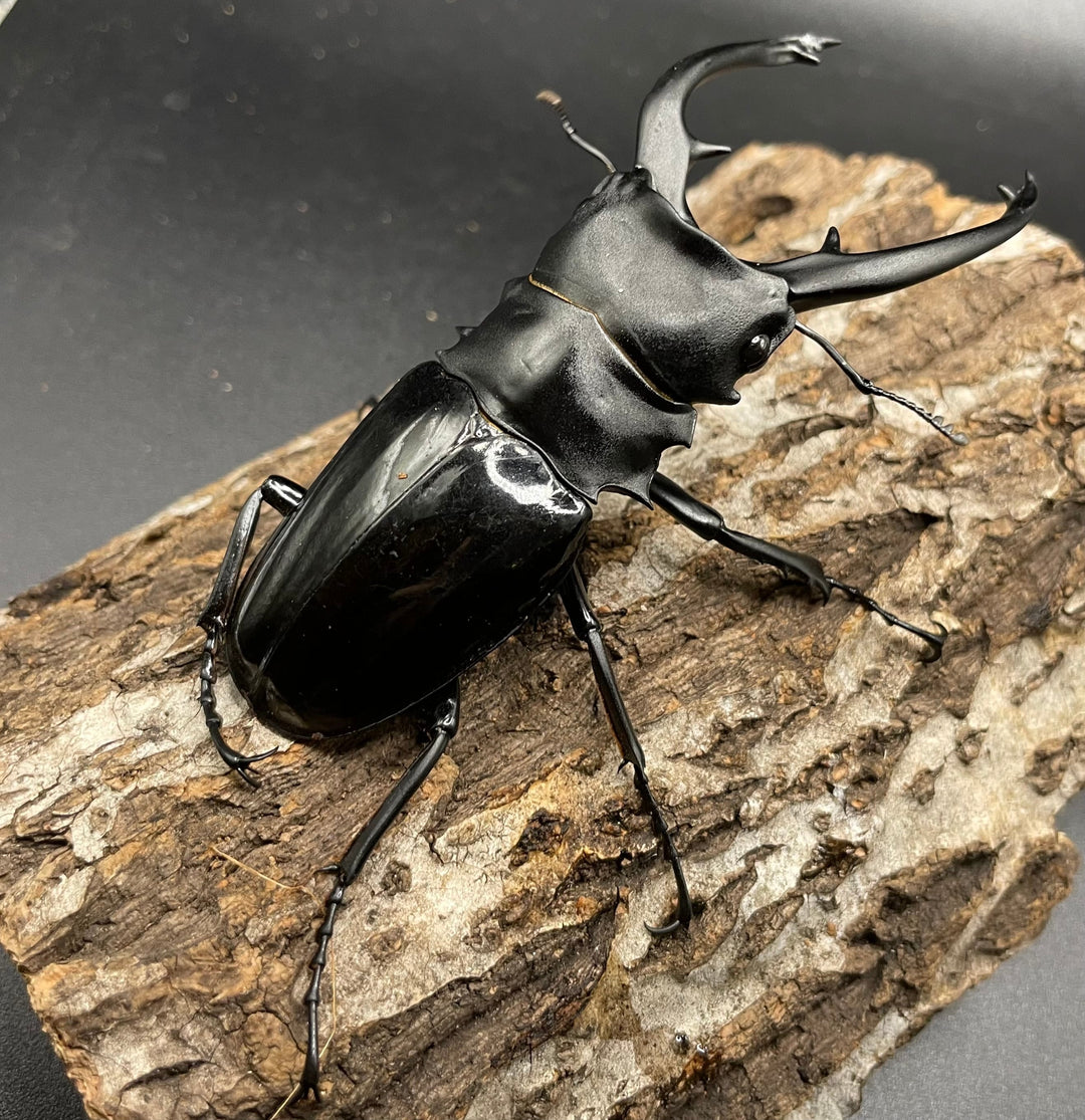 【WD】超大型大歯《インターメディアツヤクワガタ 98mmUP ペア》