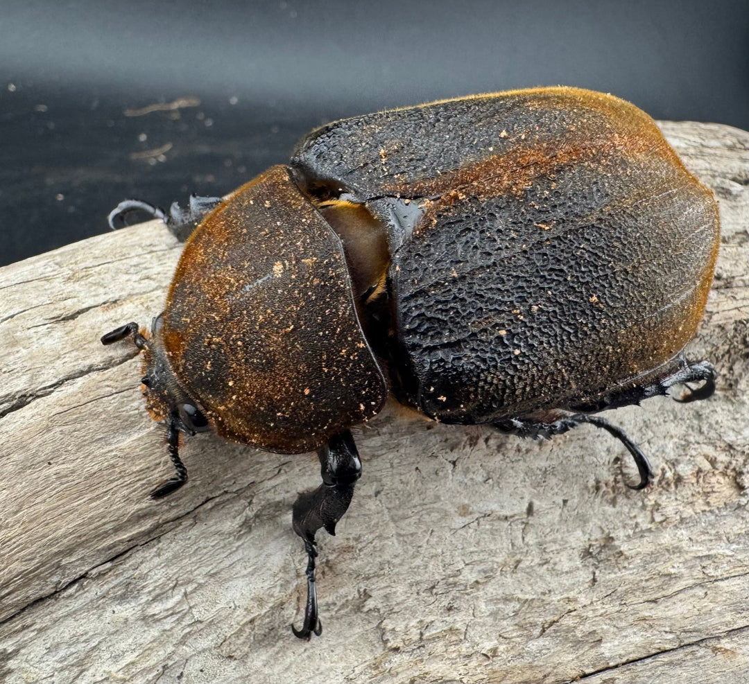 【WF11】《ヘラクレス・ブリュゼニ 117mm ♂♀♀トリオ（現トリニダーデンシス）》inohiro109氏ブリード個体