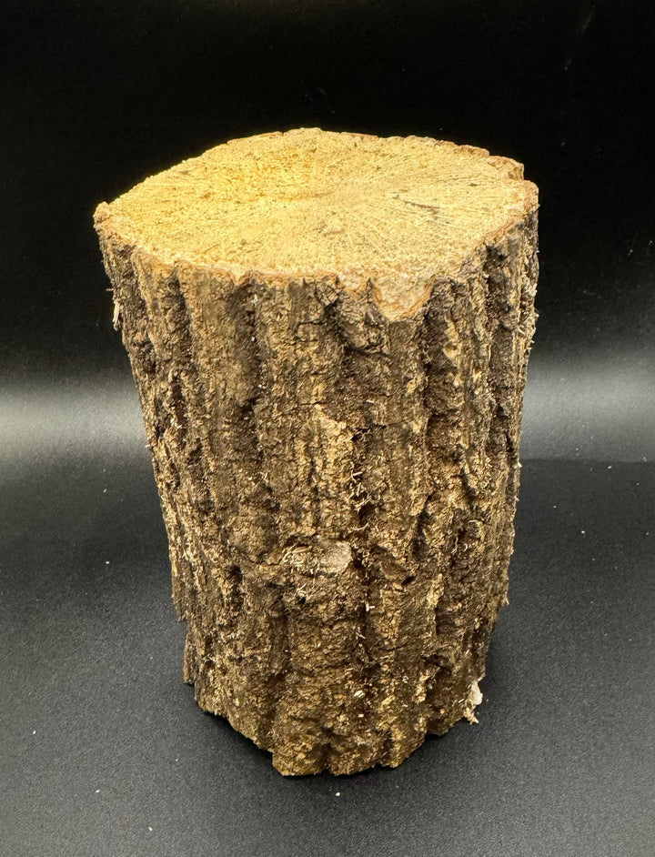 【10本セット】【3年物】産卵木 クヌギ材 Mサイズ